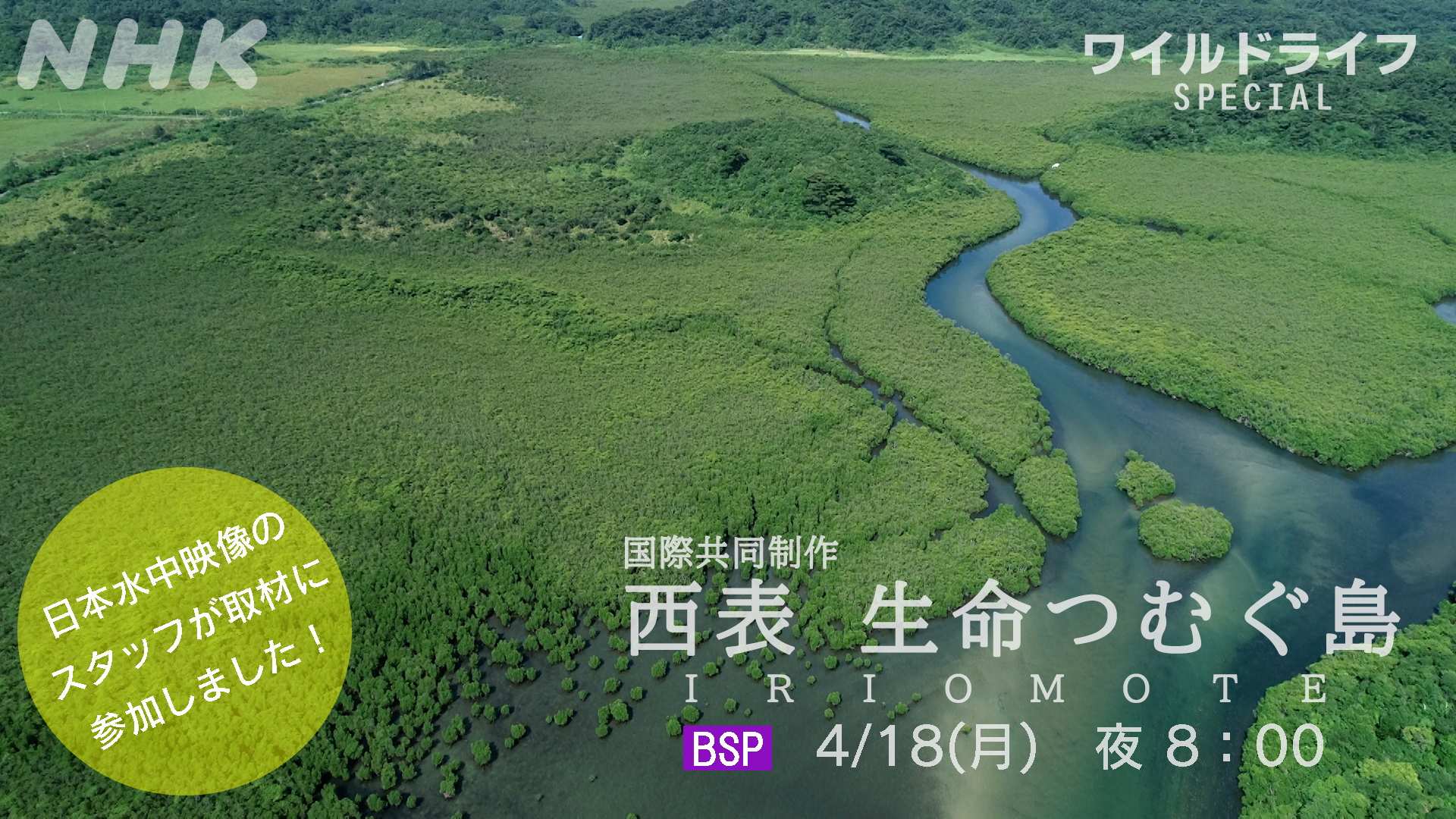 NHK BSP ワイルドライフスペシャル「西表 生命つむぐ島」放送の