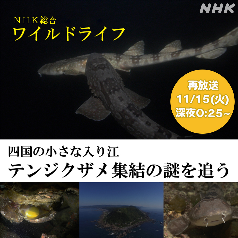 NHK ワイルドライフ「四国の小さな入り江 テンジクザメ集結の謎を追う」NHK総合で再放送！ | 日本水中映像