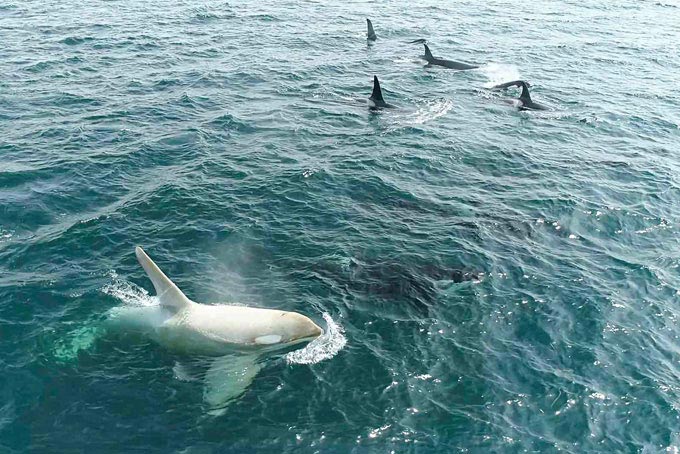 学術顧問イメージ